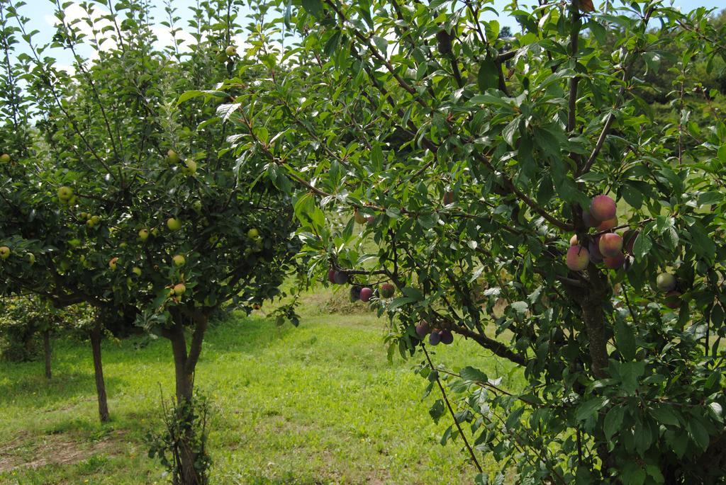 La Chiusuraccia Villa Barberino di Mugello Eksteriør bilde